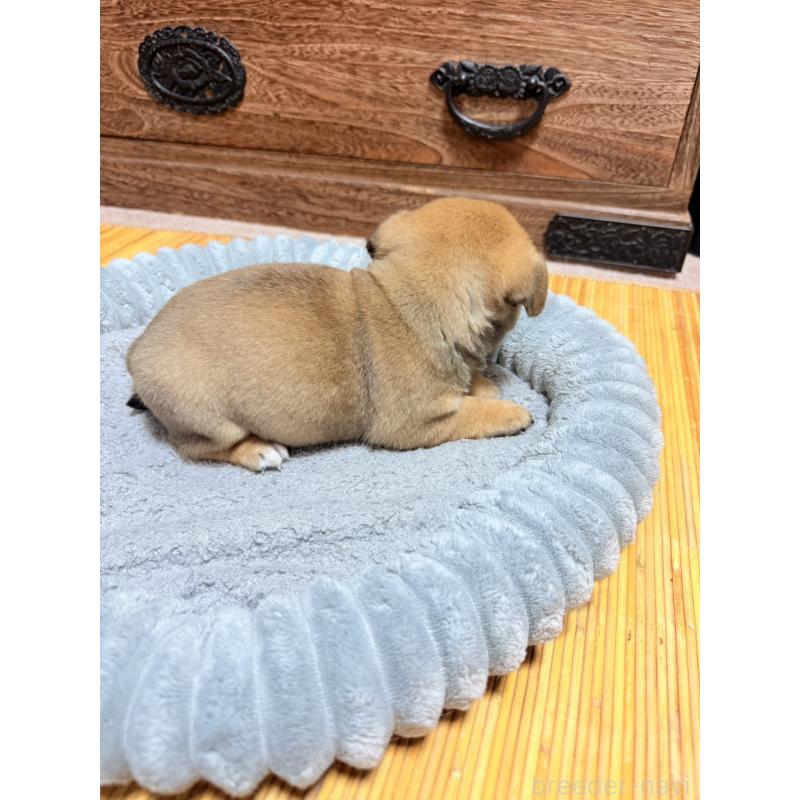 販売中の福岡県のチワパグ:チワワ×パグ-426283の9枚目