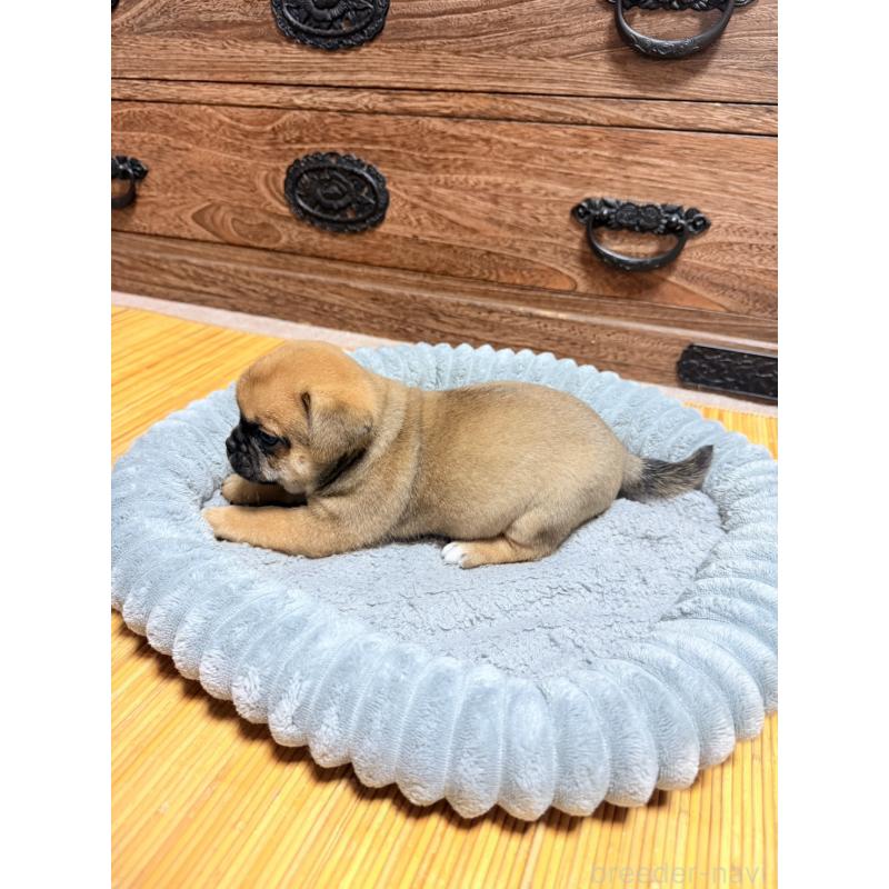 販売中の福岡県のチワパグ:チワワ×パグ-426283の8枚目