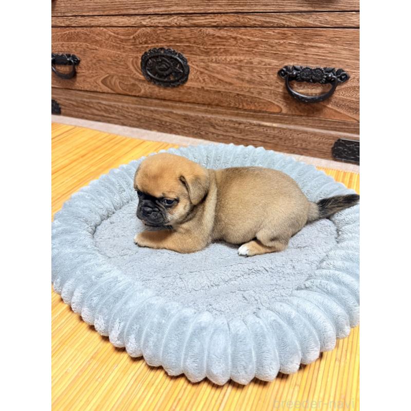 販売中の福岡県のチワパグ:チワワ×パグ-426283の7枚目