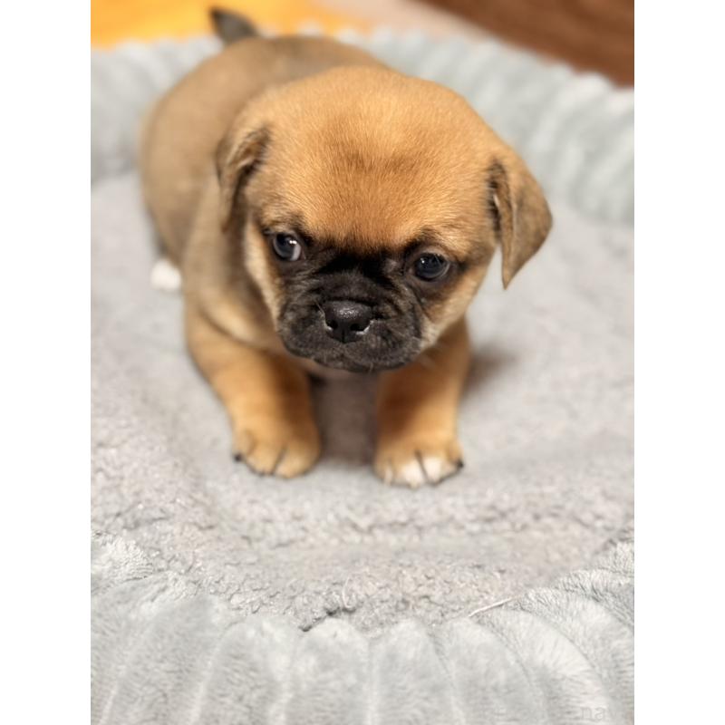 販売中の福岡県のチワパグ:チワワ×パグ-426283の6枚目