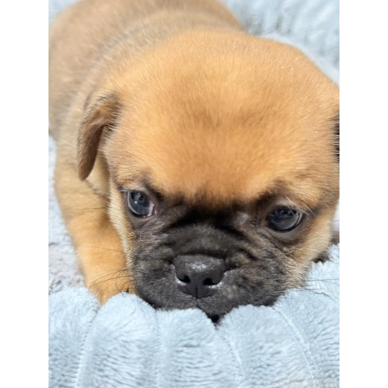 販売中の福岡県のチワパグ:チワワ×パグ-426283の5枚目