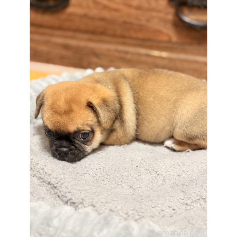 販売中の福岡県のチワパグ:チワワ×パグ-426283の4枚目