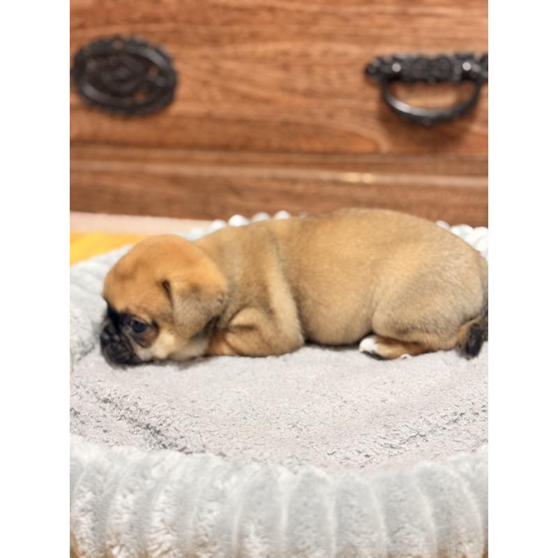 販売中の福岡県のチワパグ:チワワ×パグ-426283の3枚目