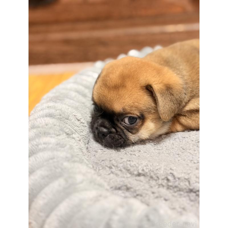 販売中の福岡県のチワパグ:チワワ×パグ-426283の2枚目