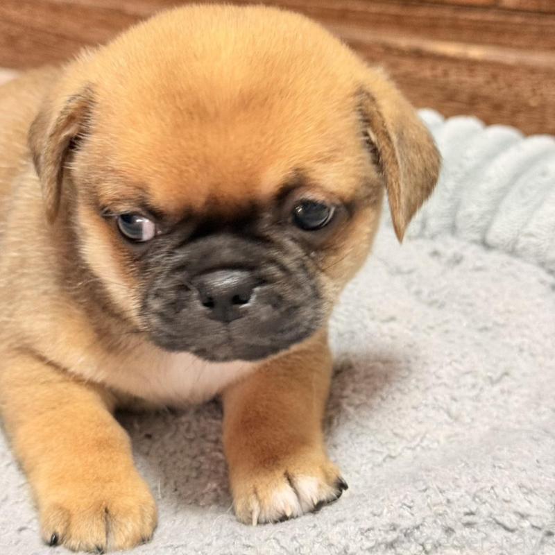 販売中の福岡県のチワパグ:チワワ×パグ-426283