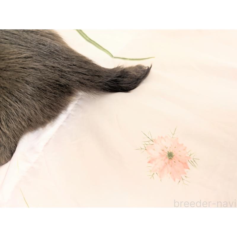 販売中の宮崎県のミニチュアダックスフンド(ロングヘアード)-426285の4枚目