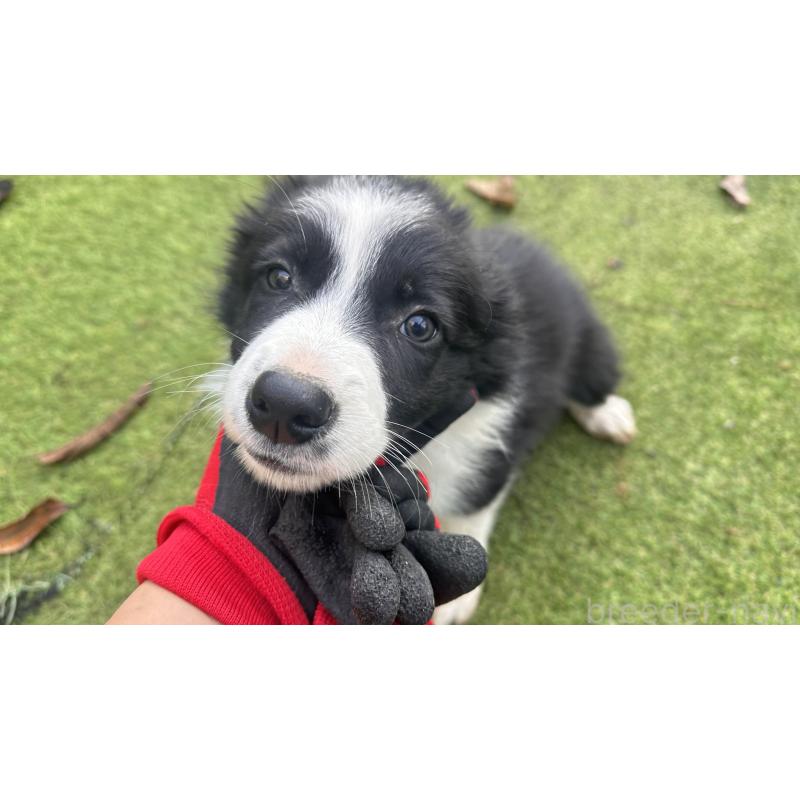 販売中の愛知県のボーダーコリー-426284の7枚目