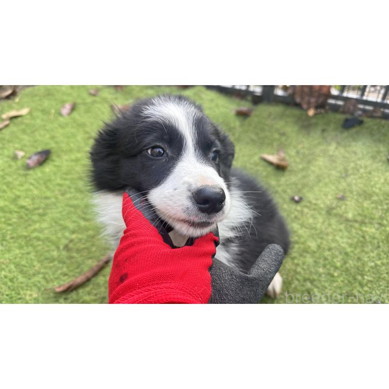 販売中の愛知県のボーダーコリー-426284の6枚目