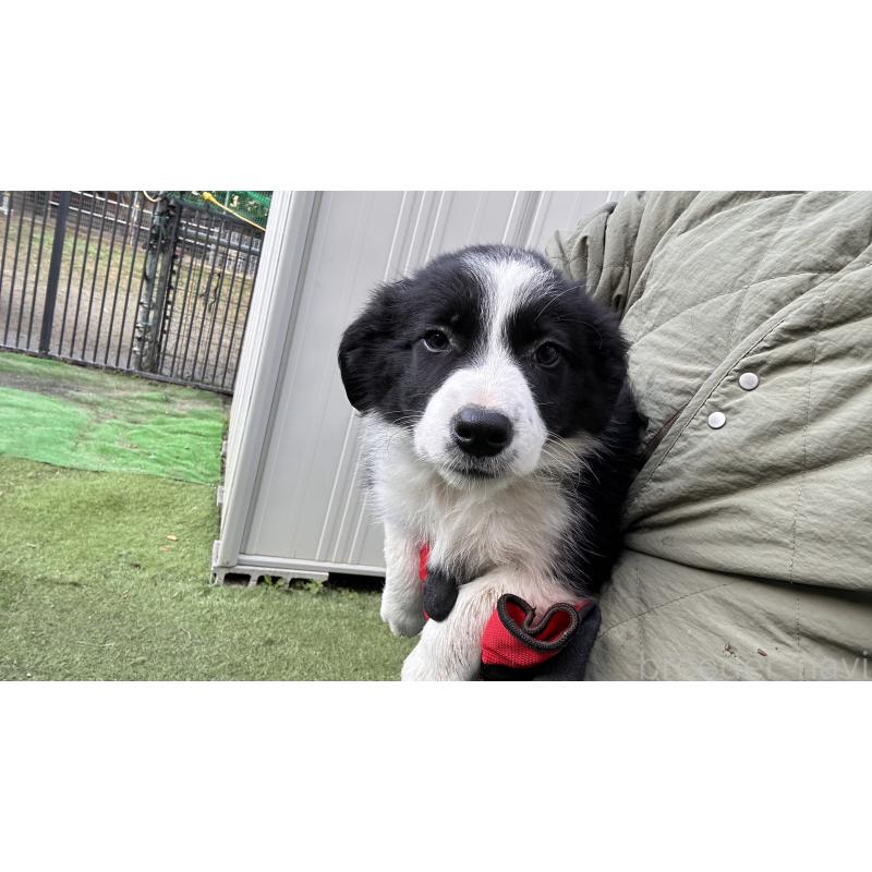 販売中の愛知県のボーダーコリー-426284の5枚目