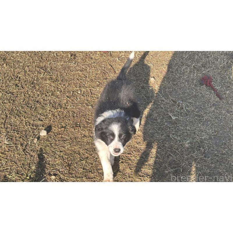 販売中の愛知県のボーダーコリー-426284の4枚目