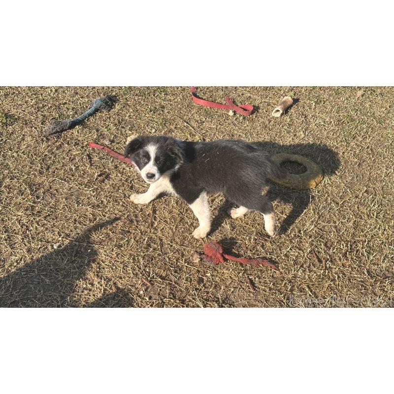 販売中の愛知県のボーダーコリー-426284の3枚目