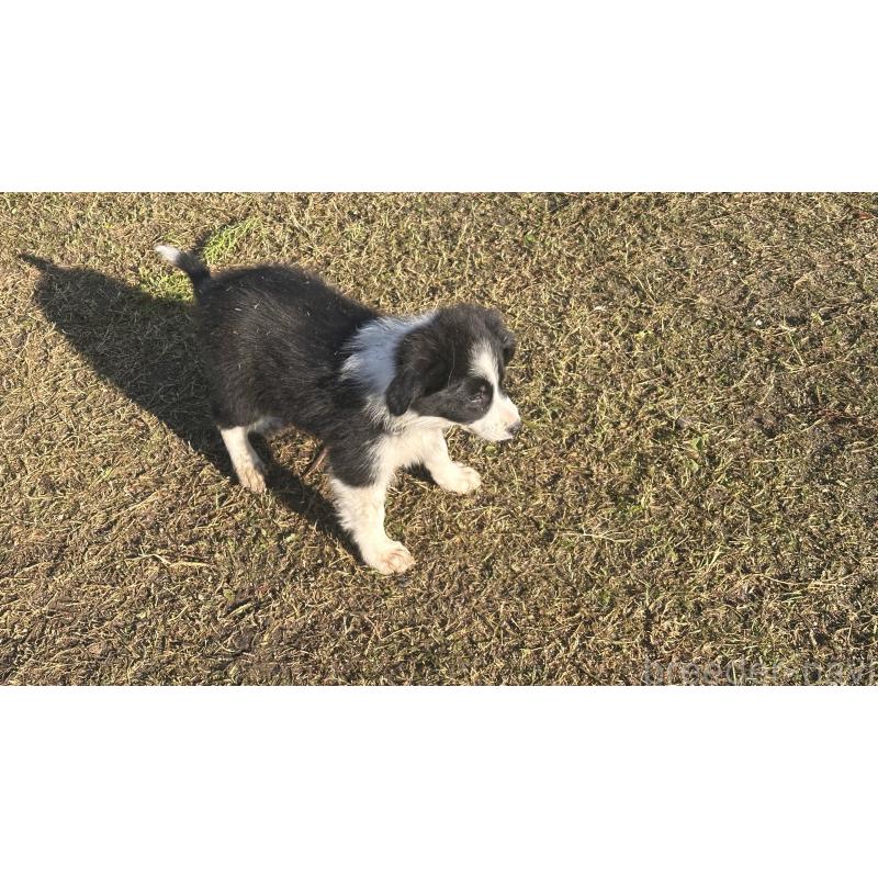 販売中の愛知県のボーダーコリー-426284の2枚目