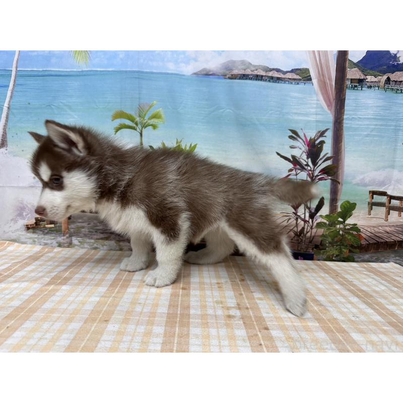 販売中の千葉県のシベリアンハスキー-426286の4枚目