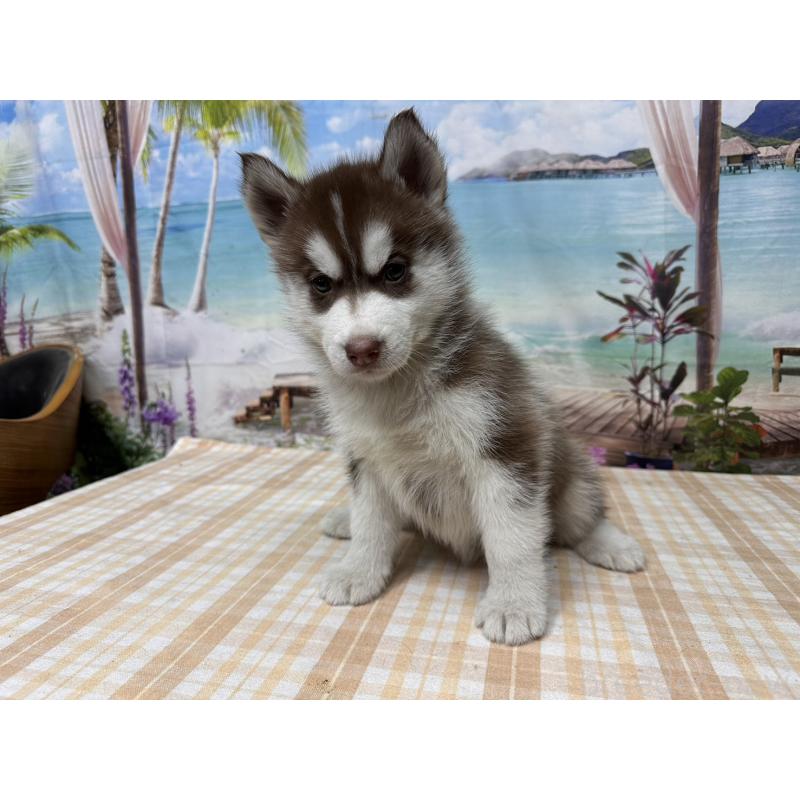 販売中の千葉県のシベリアンハスキー-426286の3枚目