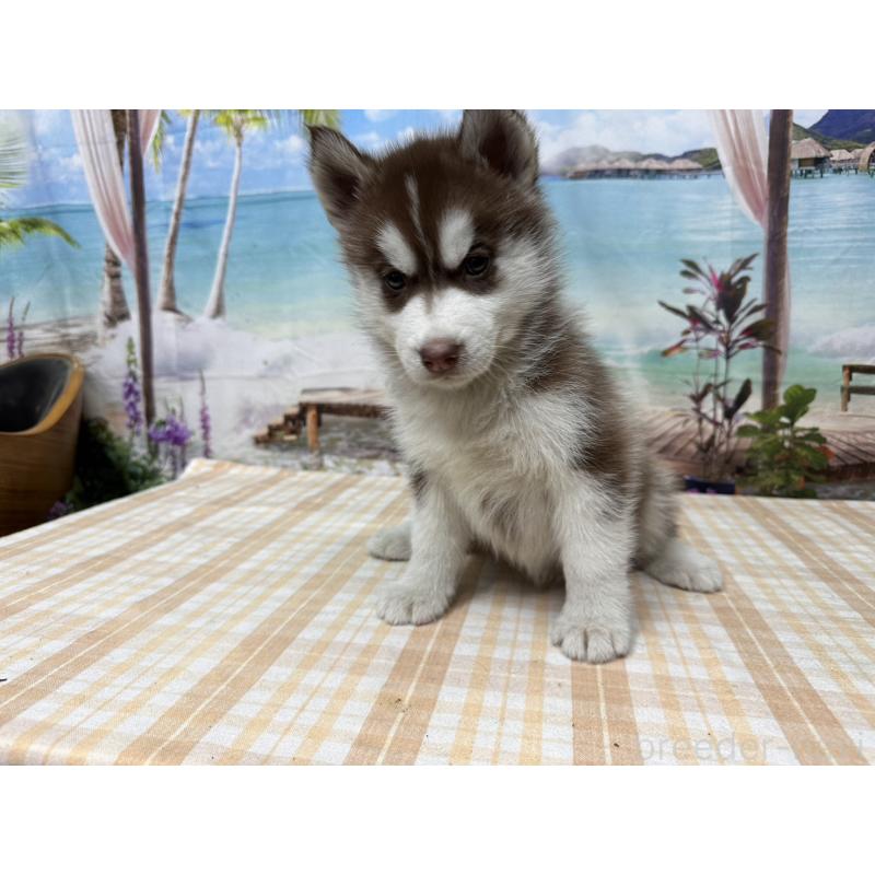 販売中の千葉県のシベリアンハスキー-426286の2枚目