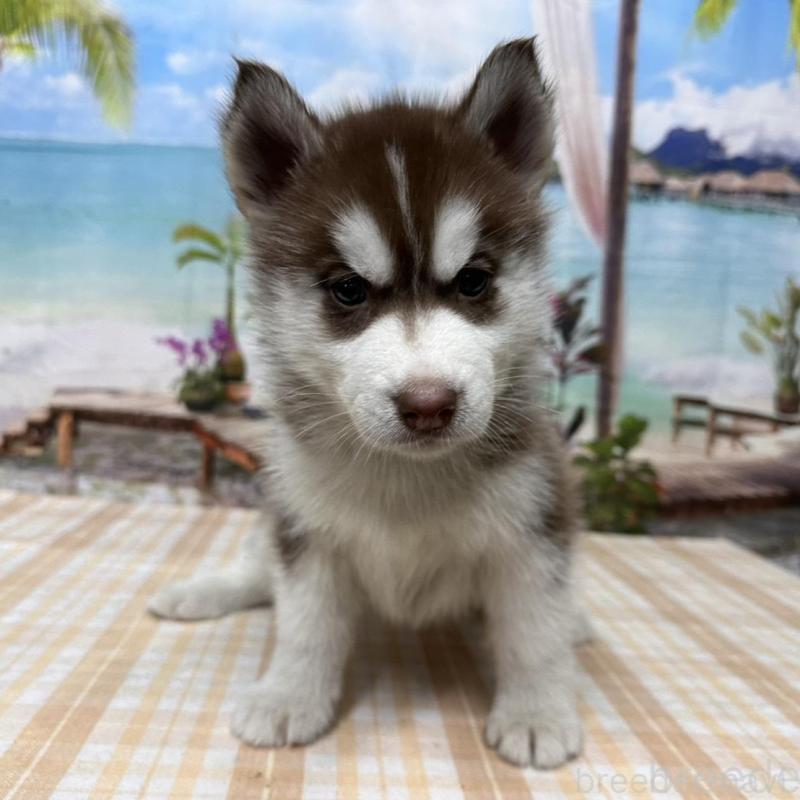 販売中の千葉県のシベリアンハスキー-426286の1枚目