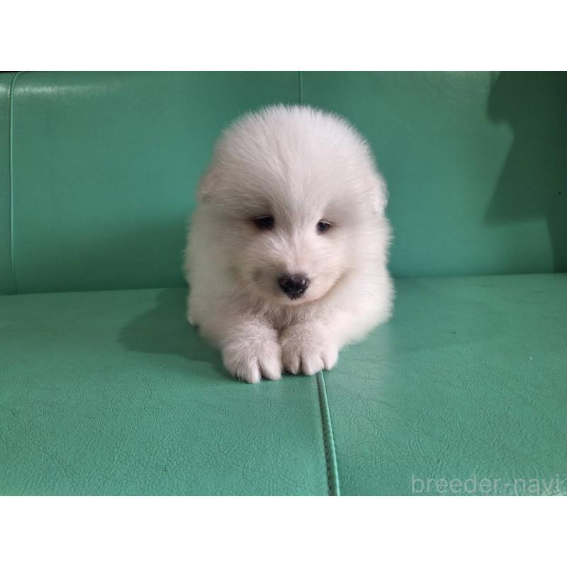 販売中の千葉県のサモエド-426287の4枚目