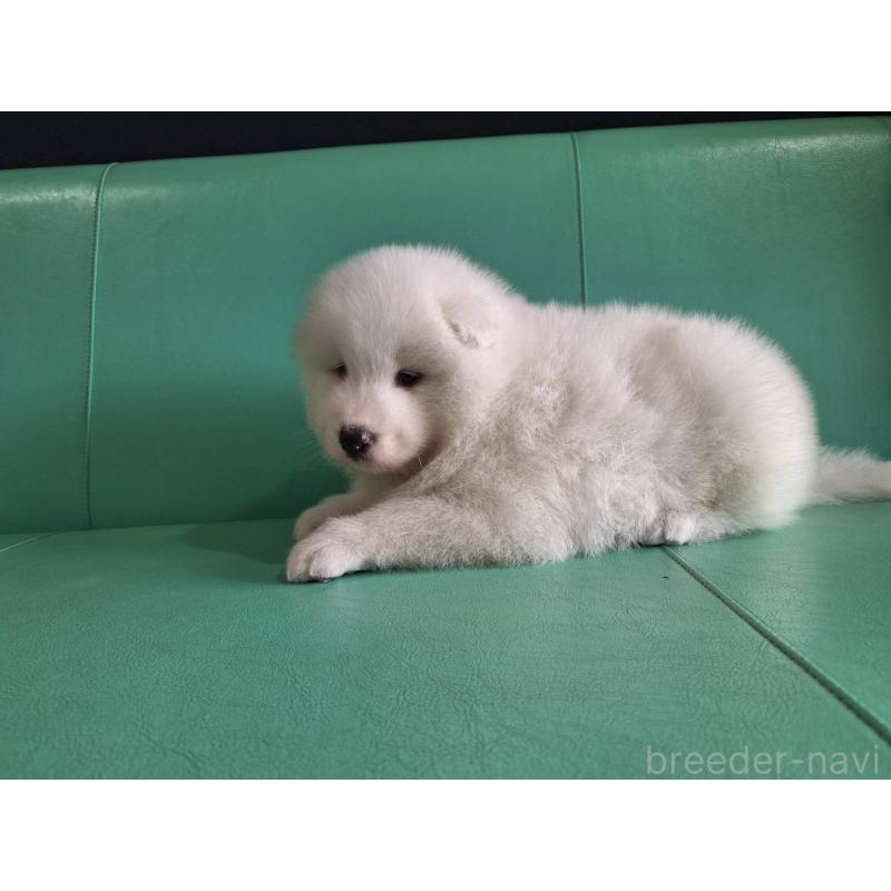 販売中の千葉県のサモエド-426287の3枚目