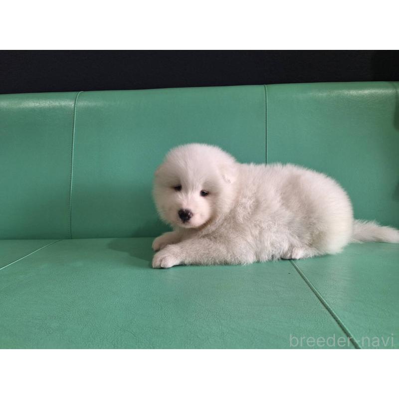 販売中の千葉県のサモエド-426287の2枚目