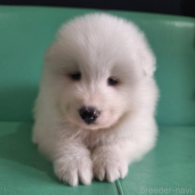 販売中の千葉県のサモエド-426287の1枚目