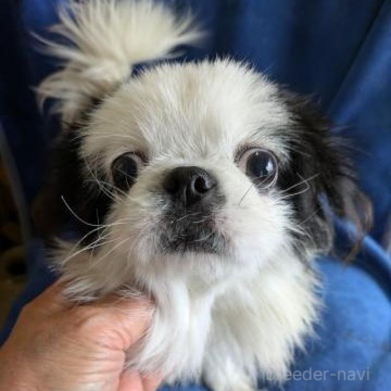 販売中の鹿児島県のミックス犬-391622