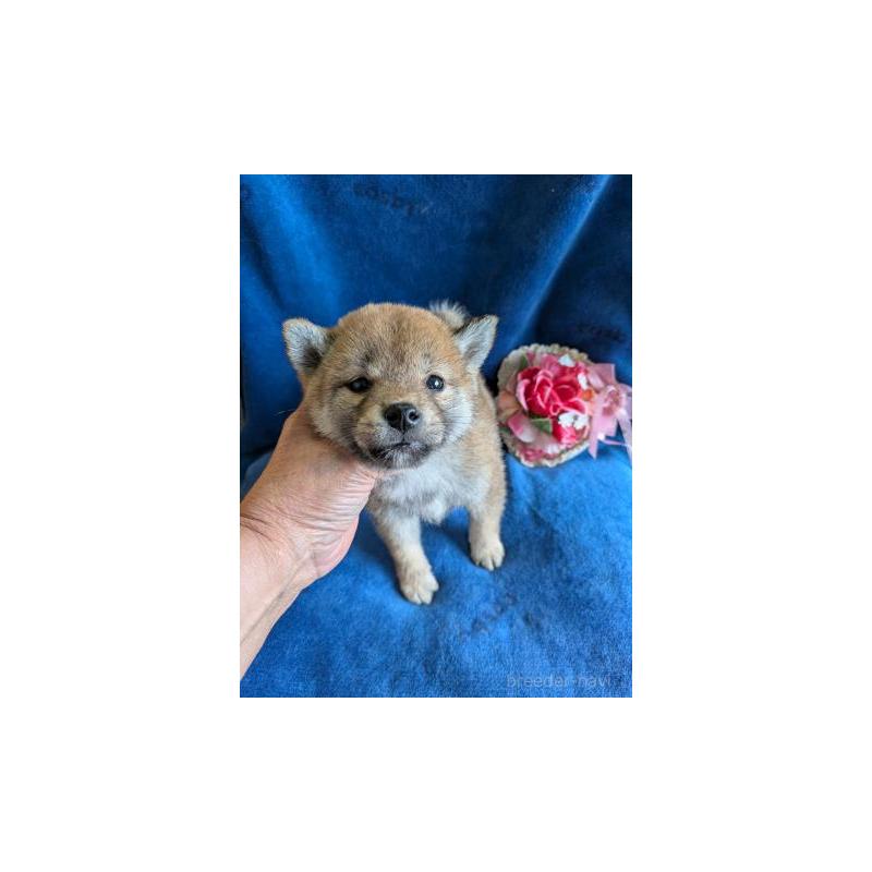 販売中の鹿児島県の柴犬-426288の2枚目