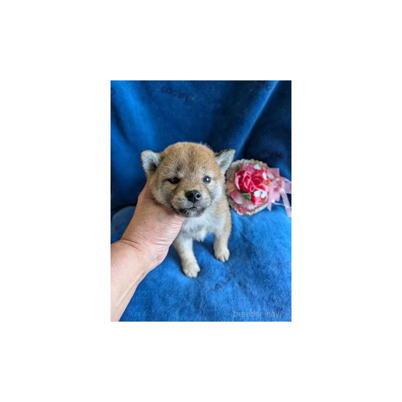 販売中の鹿児島県の柴犬-426288の3枚目