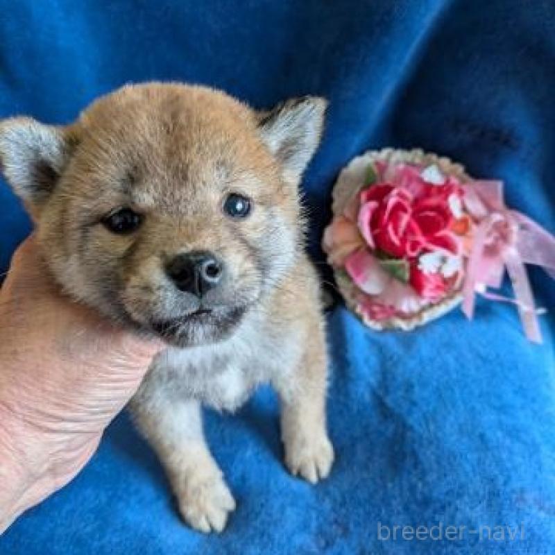 販売中の鹿児島県の柴犬-426288