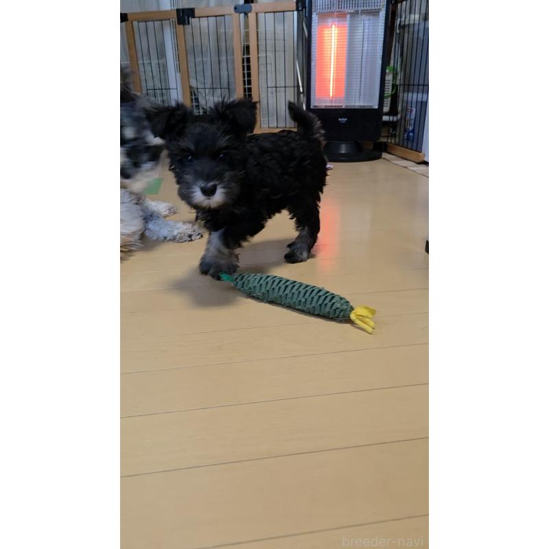 販売中の福岡県のミニチュアシュナウザー-426290の5枚目