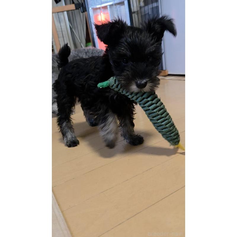 販売中の福岡県のミニチュアシュナウザー-426290の4枚目