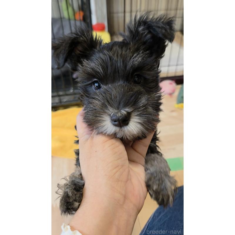 販売中の福岡県のミニチュアシュナウザー-426290の3枚目