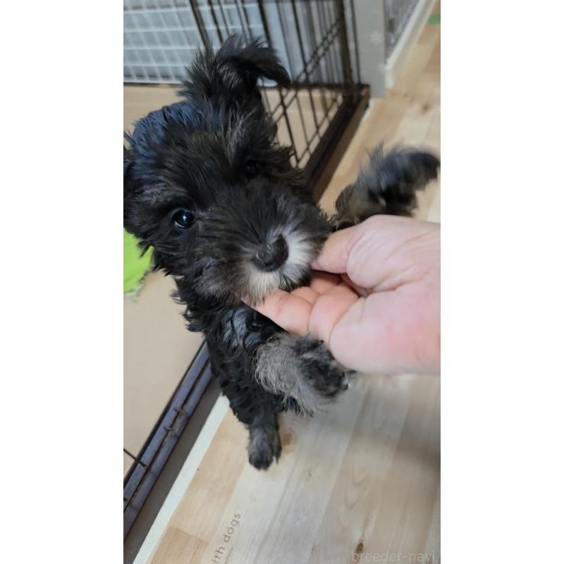 販売中の福岡県のミニチュアシュナウザー-426290の2枚目