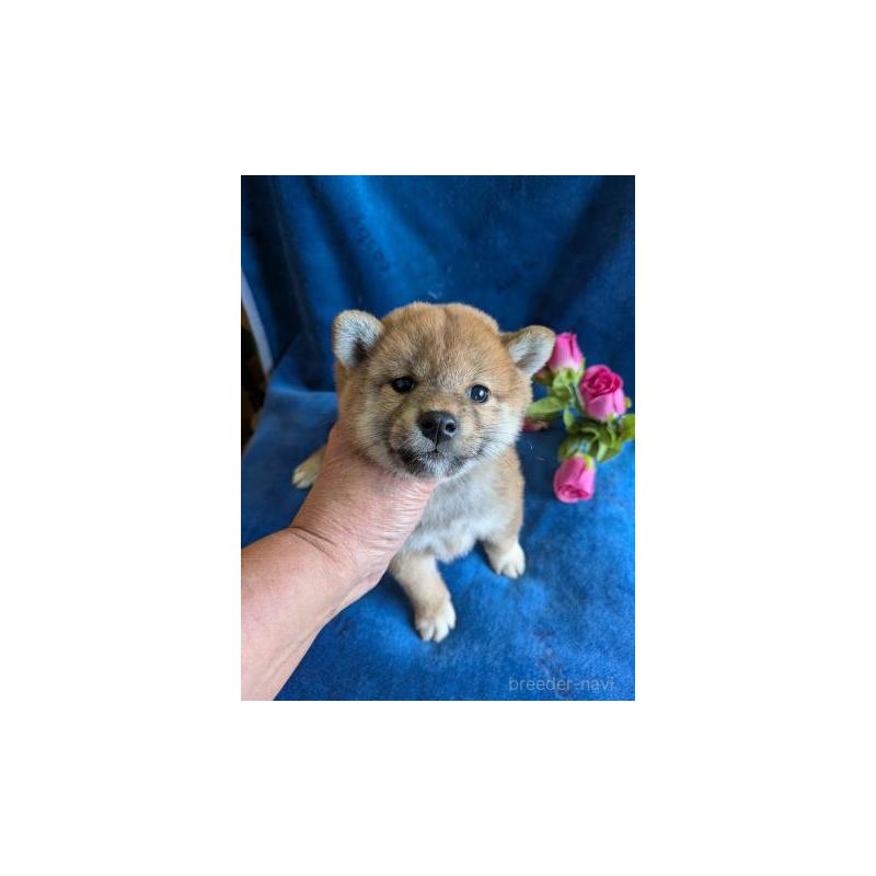 販売中の鹿児島県の柴犬-426289の2枚目