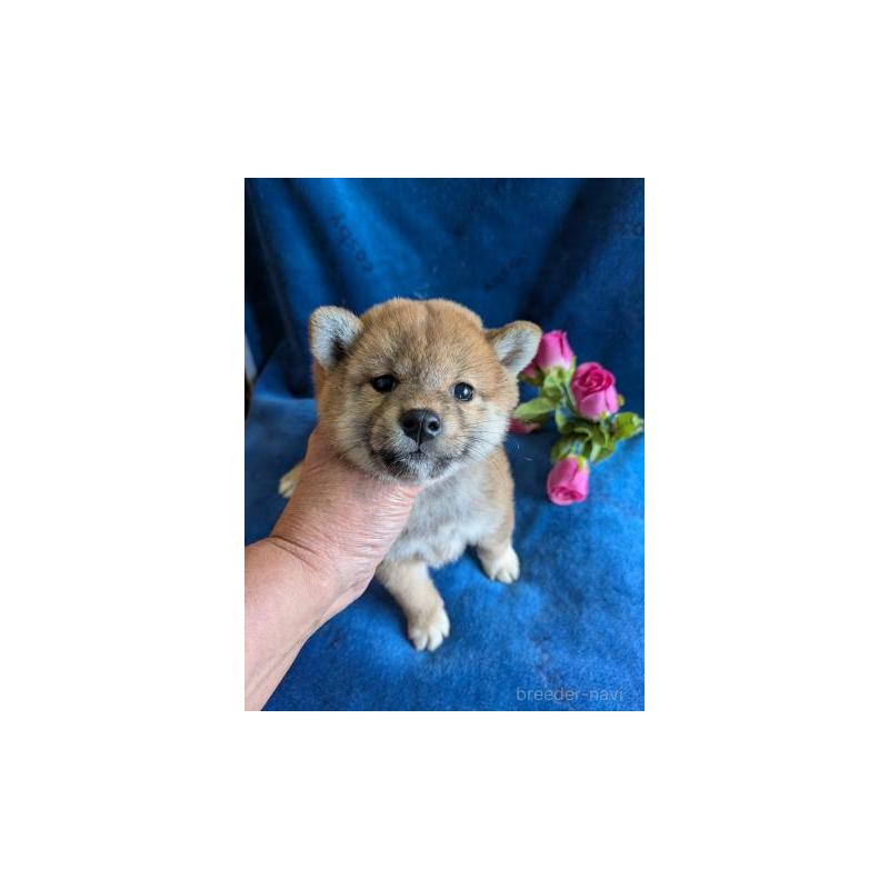 販売中の鹿児島県の柴犬-426289の3枚目