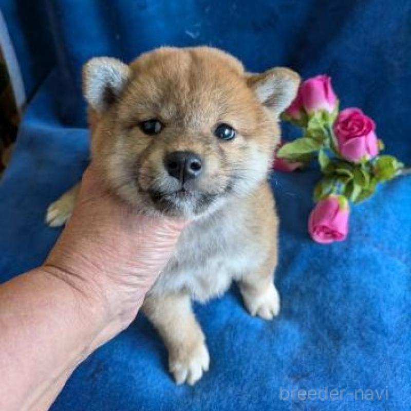 販売中の鹿児島県の柴犬-426289の1枚目