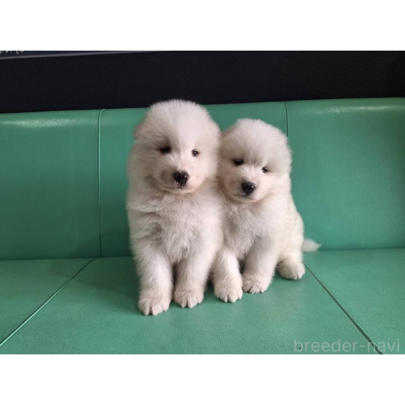 販売中の千葉県のサモエド-426291の4枚目