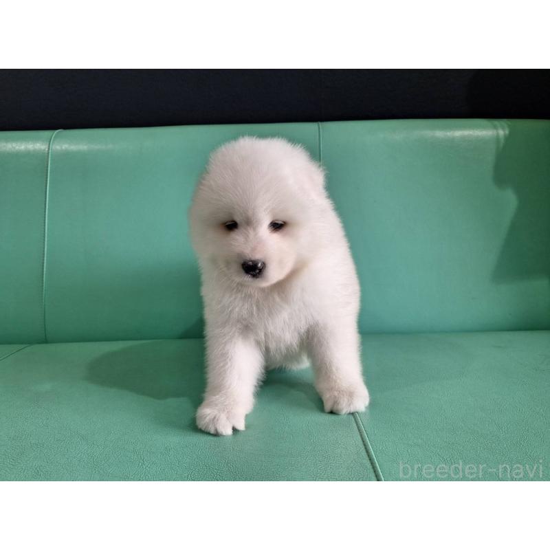 販売中の千葉県のサモエド-426291の3枚目