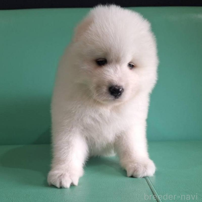 販売中の千葉県のサモエド-426291