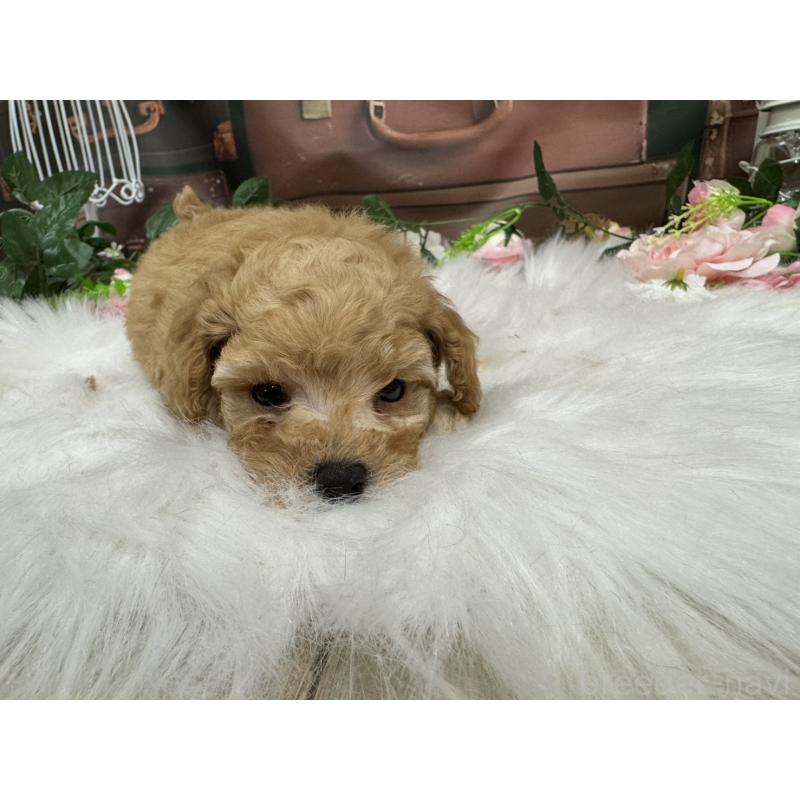 販売中の広島県のトイプードル-422708の10枚目