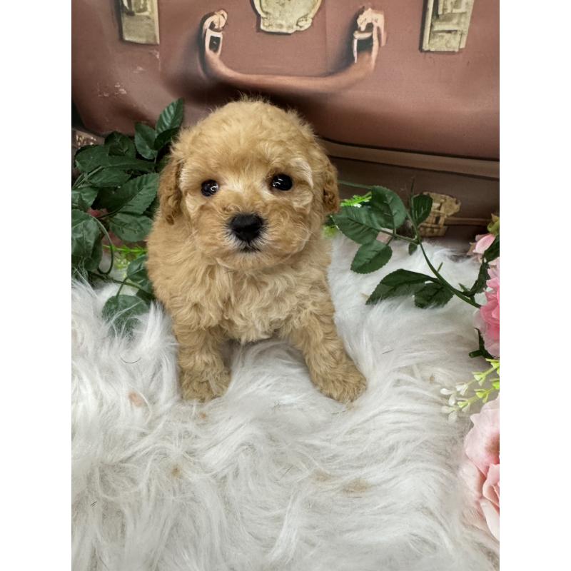 販売中の広島県のトイプードル-422708の9枚目