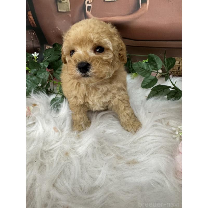 販売中の広島県のトイプードル-422708の7枚目