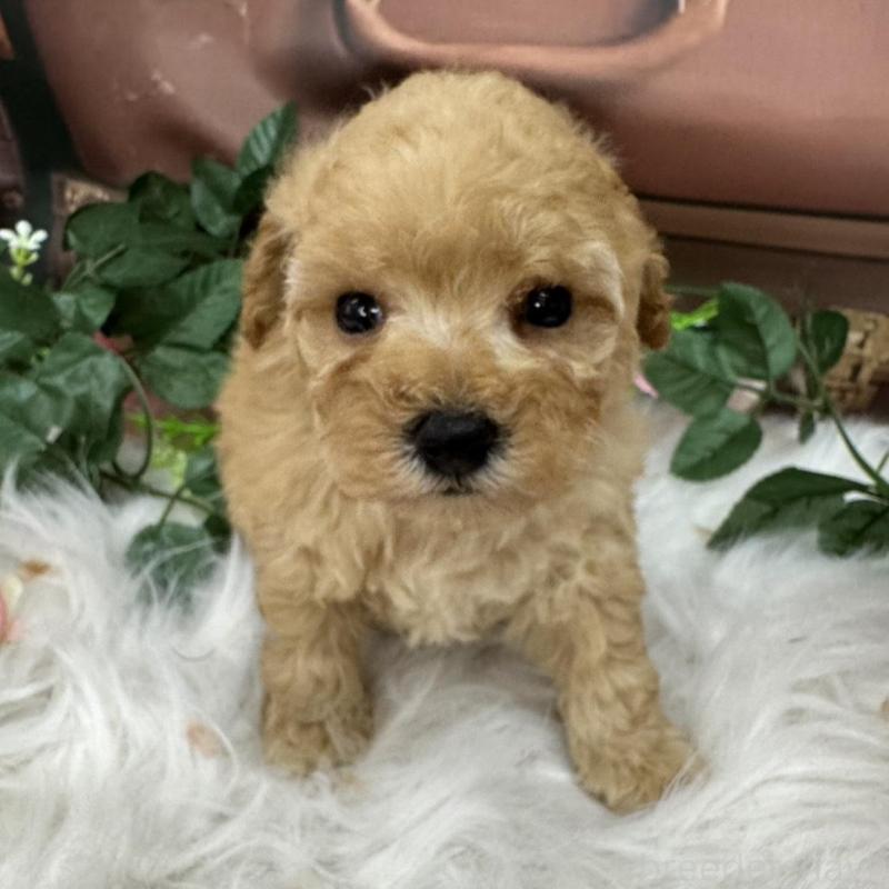 販売中の広島県のトイプードル-422708