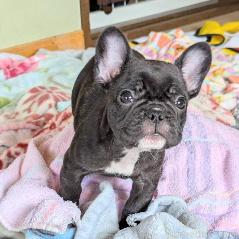販売中の三重県のフレンチブルドッグ-426293の5枚目
