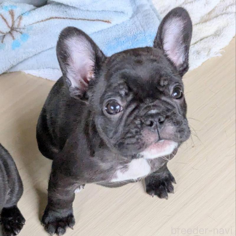 販売中の三重県のフレンチブルドッグ-426293の4枚目