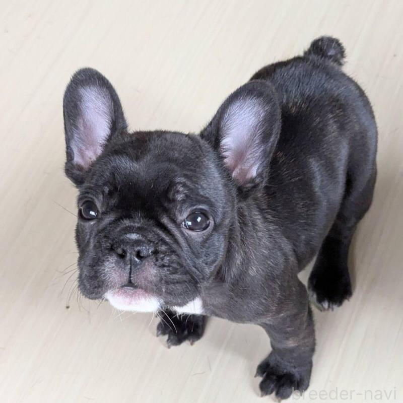 販売中の三重県のフレンチブルドッグ-426293の3枚目