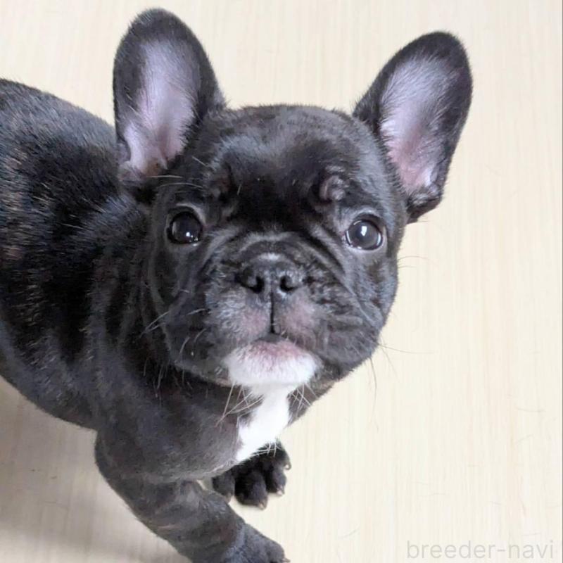 販売中の三重県のフレンチブルドッグ-426293
