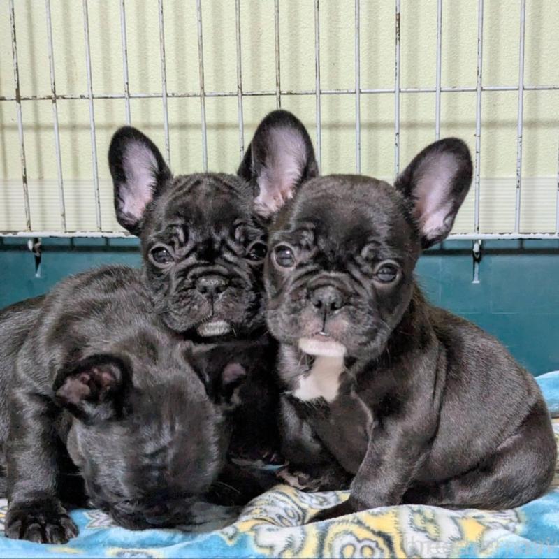 販売中の三重県のフレンチブルドッグ-426293の2枚目