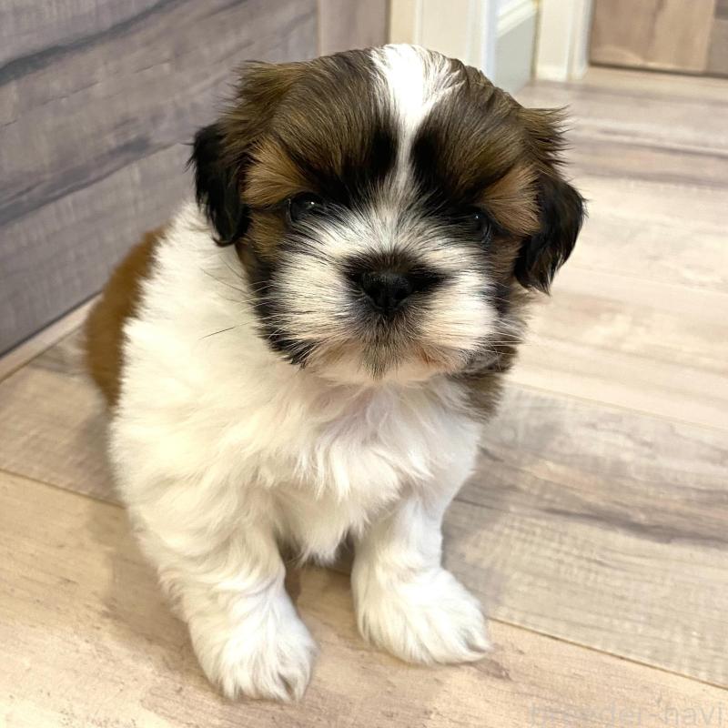 成約済の宮城県のシーズー-426231の3枚目