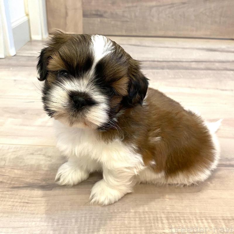 成約済の宮城県のシーズー-426231の2枚目