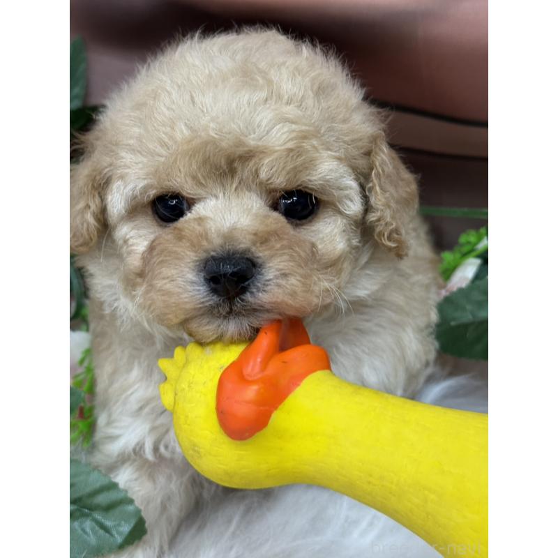 成約済の広島県のトイプードル-422710の5枚目